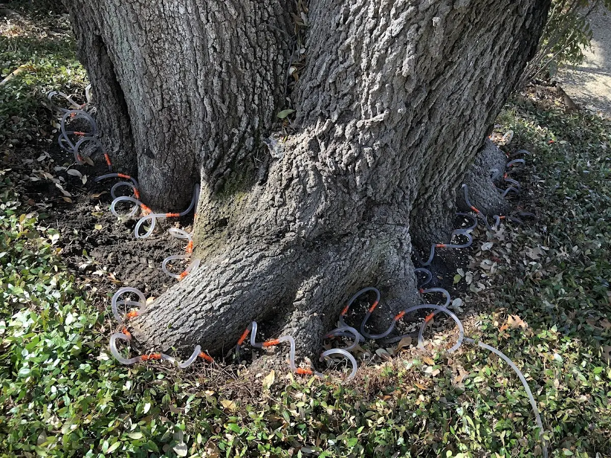 Detailed Tree Cabling and Bracing job site in Alsey
