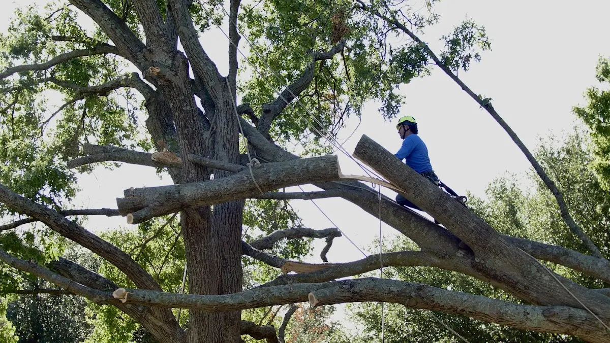 Professional Hazardous Tree Removal performed by certified arborists in Alsey