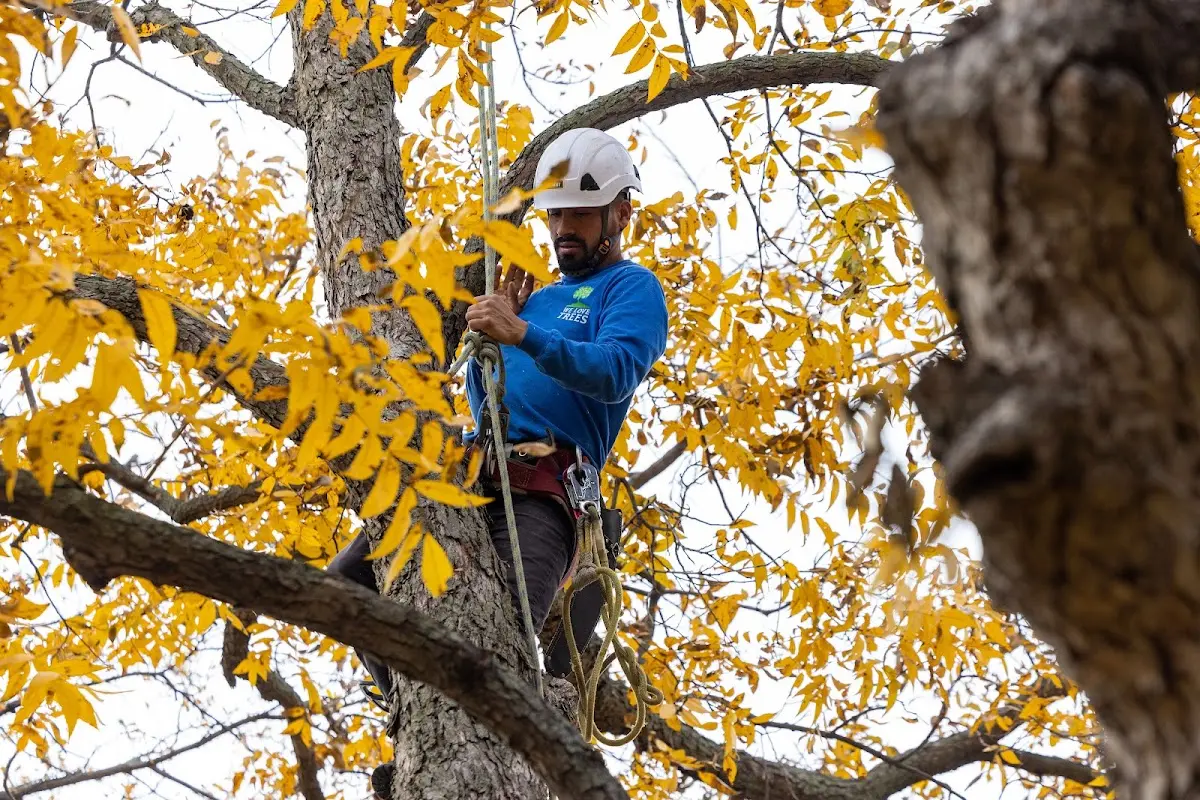Skilled Emergency Tree Service crew working in Alsey